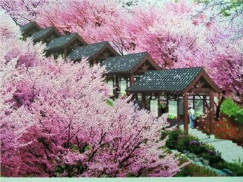 长沙浔龙河樱花谷、田汉文化园一日游