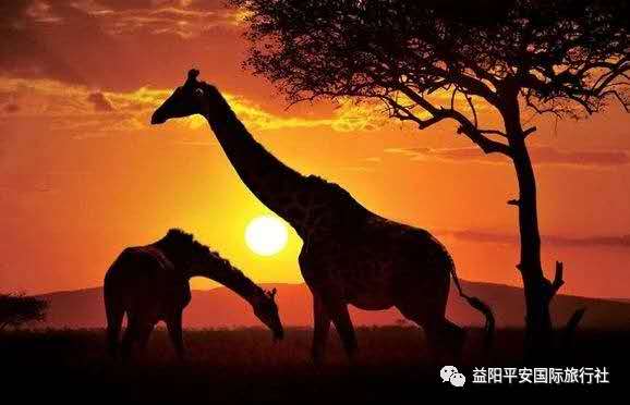 发现非洲体验之旅肯尼亚10游